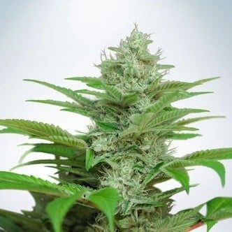 Auto CBD Star (Ministry of Cannabis) feminized