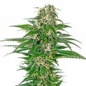 Early Skunk Automatic (Sensi Seeds) feminisée