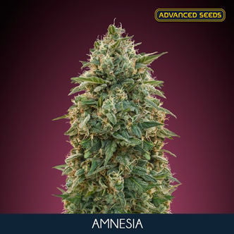 Amnesia (Advanced Seeds) féminisée