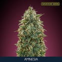 Amnesia (Advanced Seeds) féminisée