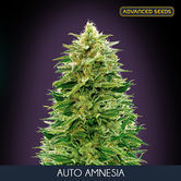 Auto Amnesia (Advanced Seeds) féminisée