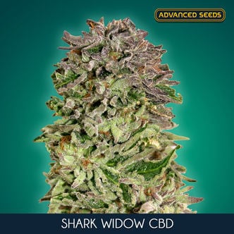 Shark Widow CBD (Advanced Seeds) feminisee