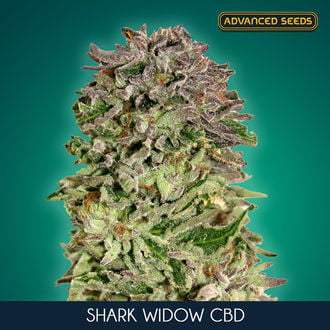 Shark Widow CBD (Advanced Seeds) feminisee