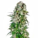 Big Bud Automatic (Sensi Seeds) féminisée