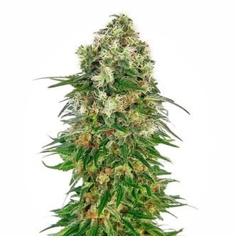 Shiva Skunk Automatic (Sensi Seeds) féminisée