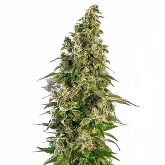 Afghani 1 Automatic (Sensi Seeds) féminisée