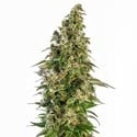 Afghani 1 Automatic (Sensi Seeds) féminisée