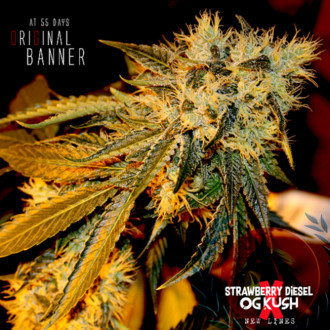 Original Bruce Banner (Dark Horse Genetics) Régulière.