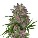 Purple Bud Automatic (White Label) Féminisée