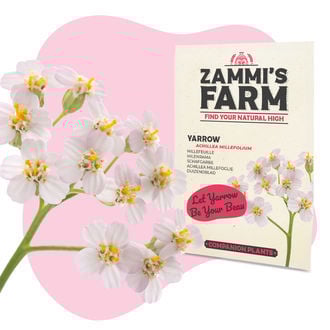 Buddy Mix Pack PROTECTION