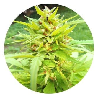 Golden Cannary (Top Tao Seeds) régulière