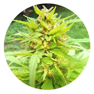 Golden Cannary (Top Tao Seeds) Régulière