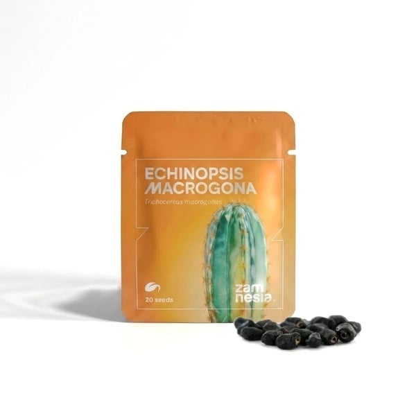 Echinopsis macrogona (Trichocereus macrogonus) 20 graines