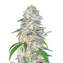 Blue Dream'matic (FastBuds) Féminisée