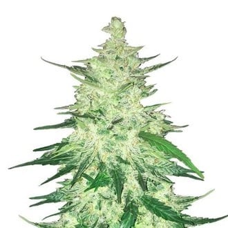 CBD Auto 1:1 (FastBuds) Féminisée