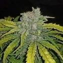 CBD Auto 1:1 (FastBuds) Féminisée
