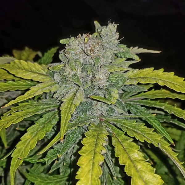 CBD Auto 1:1 (FastBuds) Féminisée