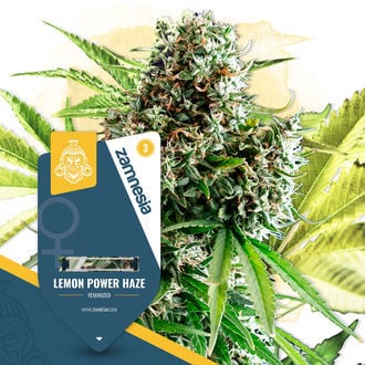 Lemon Power Haze (Zamnesia Seeds) Féminisée