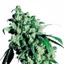 Super Skunk (Sensi Seeds) féminisée