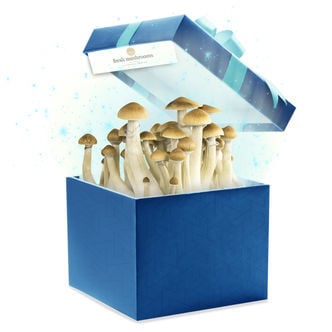 Kit De Culture De Fresh Mushrooms (Zamnesia's Choice) 1200 ml
