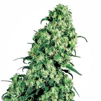 Skunk 1 (Sensi Seeds) féminisée