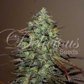 Eleven Roses (Delicious Seeds) feminisee