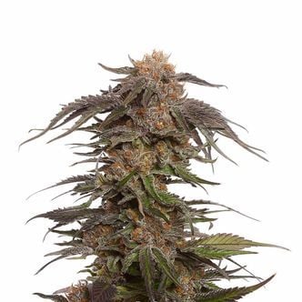 Blue Magic (Amsterdam Genetics) Féminisée