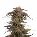 Blue Magic (Amsterdam Genetics) Féminisée
