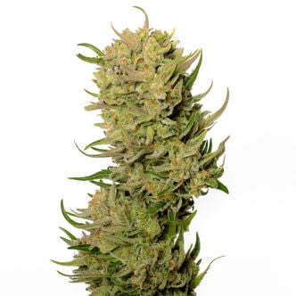 AK-020 Autoflower (Amsterdam Genetics) Féminisée