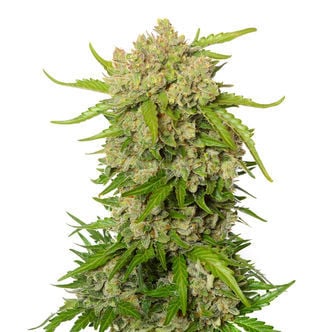 Blue Amnesia Autoflower (Amsterdam Genetics) Féminisée