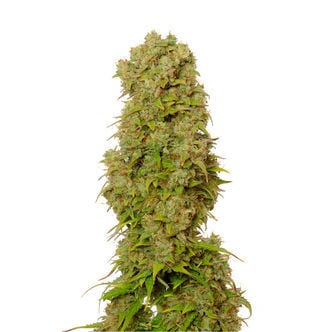 White Choco Autoflower (Amsterdam Genetics) feminisee