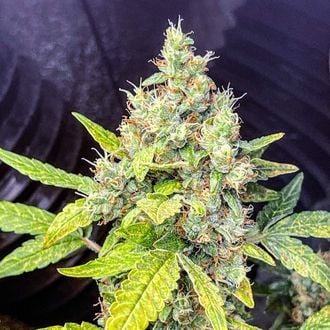 Milkshake Kush Autoflower (Amsterdam Genetics) Féminisée
