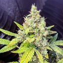 Milkshake Kush Autoflower (Amsterdam Genetics) Féminisée