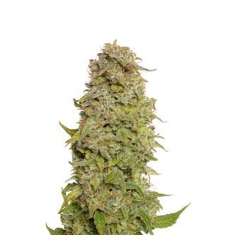 Milkshake Kush Autoflower (Amsterdam Genetics) Féminisée