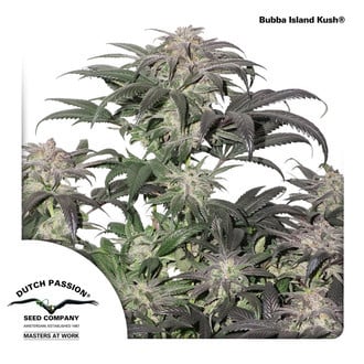 Bubba Island Kush (Dutch Passion) Féminisée