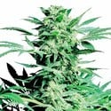 Shiva Skunk (Sensi Seeds) féminisée