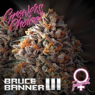Bruce Banner III (Growers Choice) Féminisée