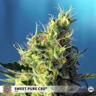 Sweet Pure CBD (Sweet Seeds) Féminisée