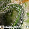 Sweet Pure CBD (Sweet Seeds) Féminisée