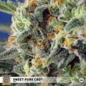 Sweet Pure CBD (Sweet Seeds) Féminisée