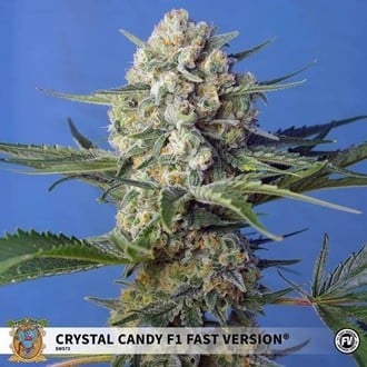 Crystal Candy F1 Fast Version (Sweet Seeds) Féminisée