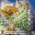 Crystal Candy F1 Fast Version (Sweet Seeds) Féminisée