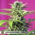 Chem Beyond Diesel CBD (Sweet Seeds) féminisée