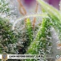 Chem Beyond Diesel CBD (Sweet Seeds) féminisée