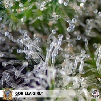 Gorilla Girl (Sweet Seeds) Féminisée