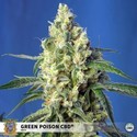 Green Poison CBD (Sweet Seeds) Féminisée