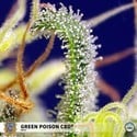 Green Poison CBD (Sweet Seeds) Féminisée