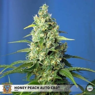 Honey Peach Auto CBD (Sweet Seeds) Féminisée