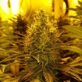 Amnesia Haze (Amsterdam Genetics) féminisée