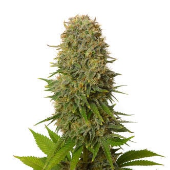 Amnesia Haze (Amsterdam Genetics) féminisée